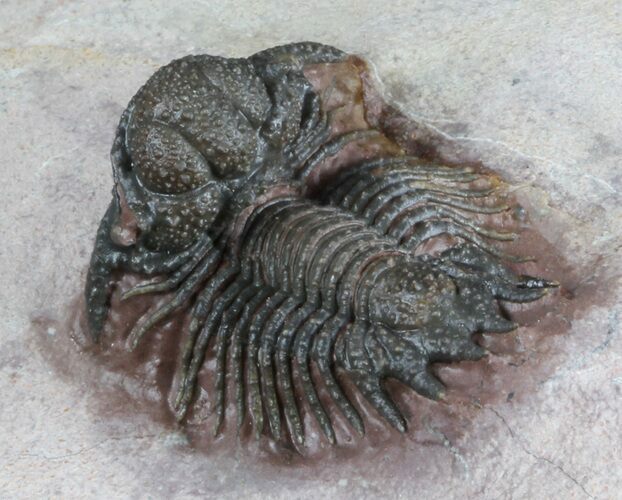 Detailed, Acanthopyge (Lobopyge) Trilobite - Nicely Prepared #58730